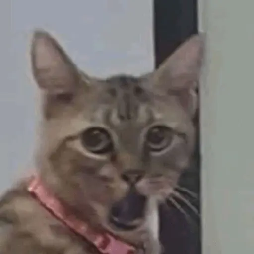 Memes gatitos #3 🐱✨🌷