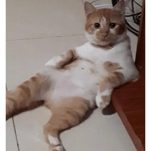 Memes gatitos #3 🐱✨🌷