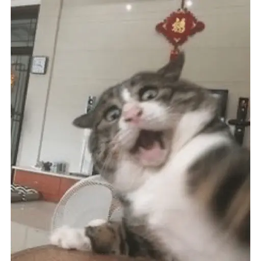 Memes gatitos #3 🐱✨🌷