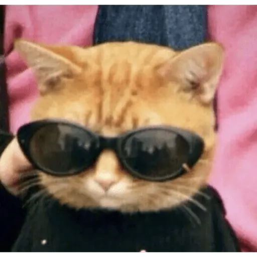 Memes gatitos #3 🐱✨🌷