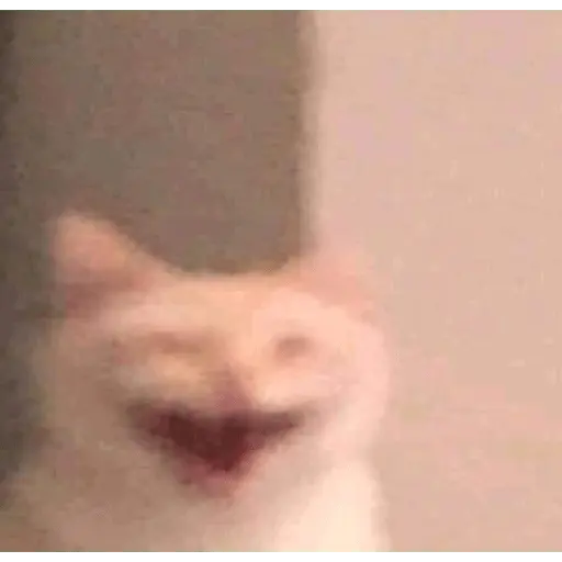 Memes gatitos #3 🐱✨🌷