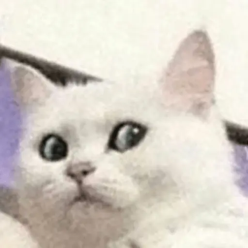 Memes gatitos #3 🐱✨🌷