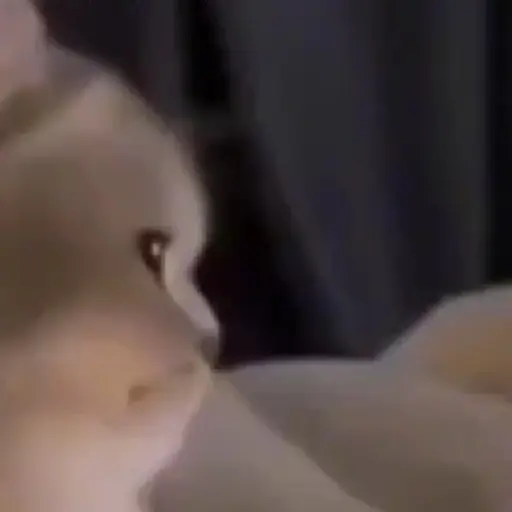 Gatitos y Rana Triste