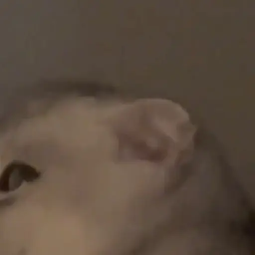 Gatitos y Rana Triste