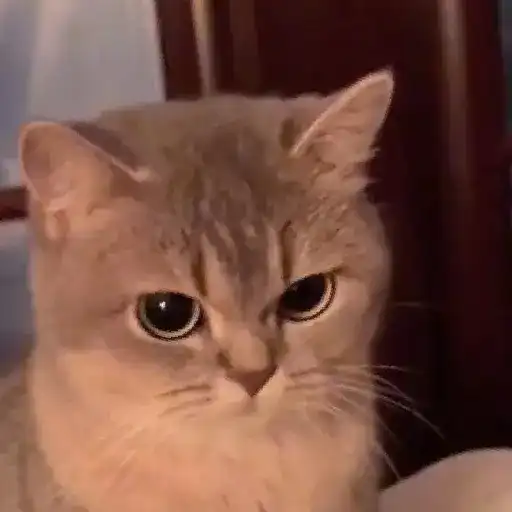 Gatitos y Rana Triste