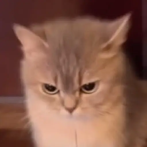 Gatitos y Rana Triste