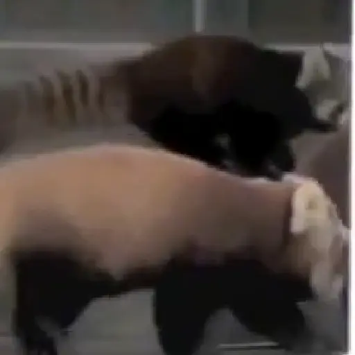 Gatitos y Rana Triste