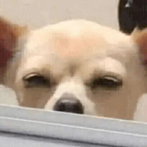 🐶 CHIHUAHUAAA 🎶