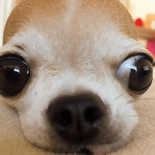 🐶 CHIHUAHUAAA 🎶 preview