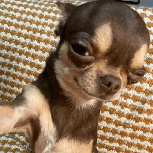 🐶 CHIHUAHUAAA 🎶