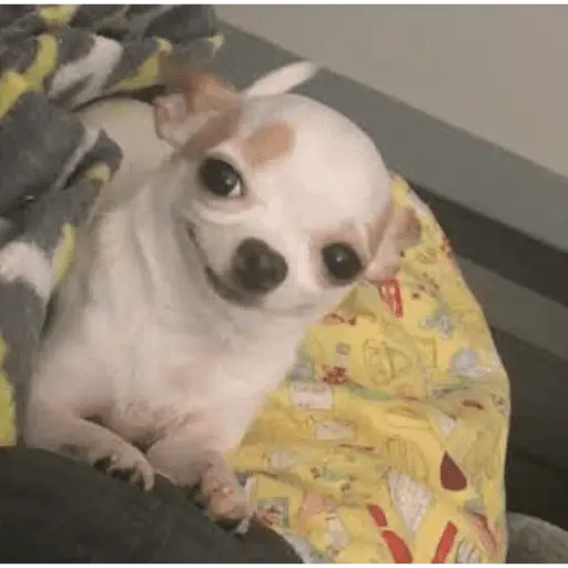 🐶 CHIHUAHUAAA 🎶