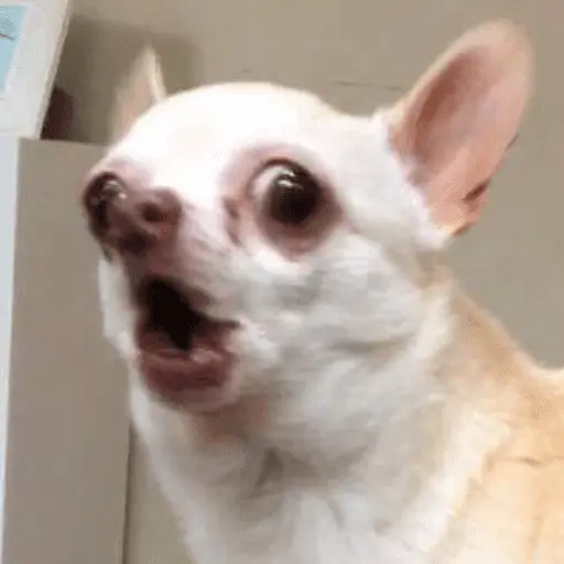 🐶 CHIHUAHUAAA 🎶