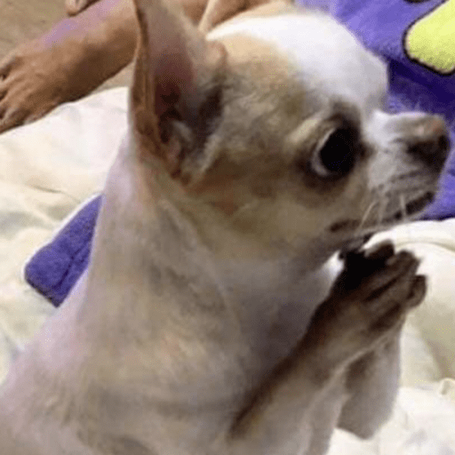 🐶 CHIHUAHUAAA 🎶 preview