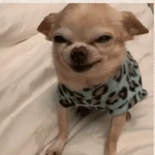 🐶 CHIHUAHUAAA 🎶