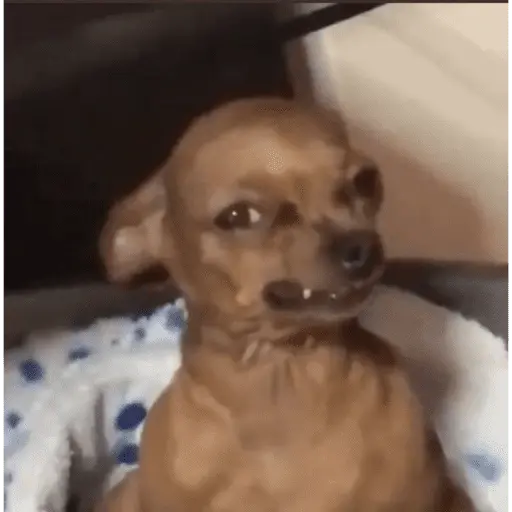🐶 CHIHUAHUAAA 🎶