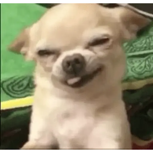 🐶 CHIHUAHUAAA 🎶