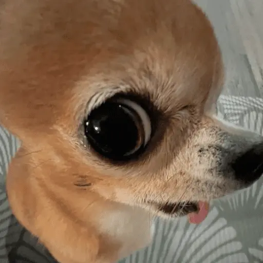 🐶 CHIHUAHUAAA 🎶