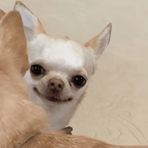 🐶 CHIHUAHUAAA 🎶