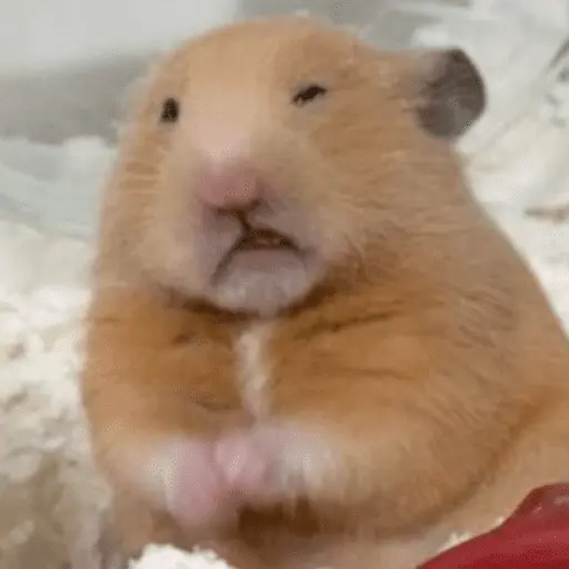 🐹 HAMSTERCITOSSS 🐹