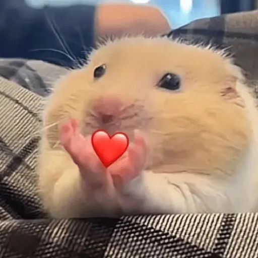 🐹 HAMSTERCITOSSS 🐹