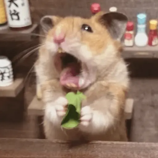 🐹 HAMSTERCITOSSS 🐹