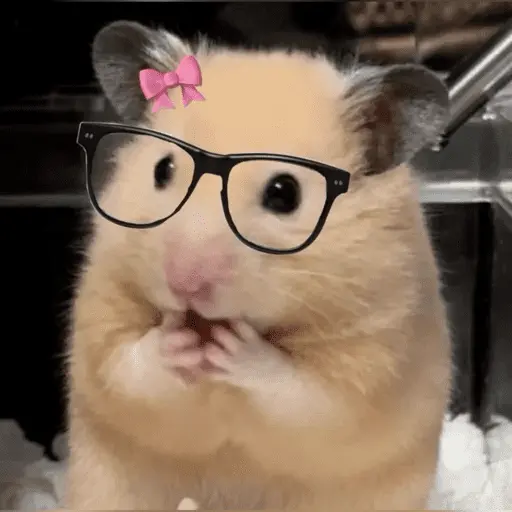 🐹 HAMSTERCITOSSS 🐹