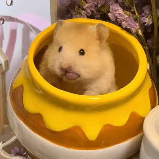 🐹 HAMSTERCITOSSS 🐹
