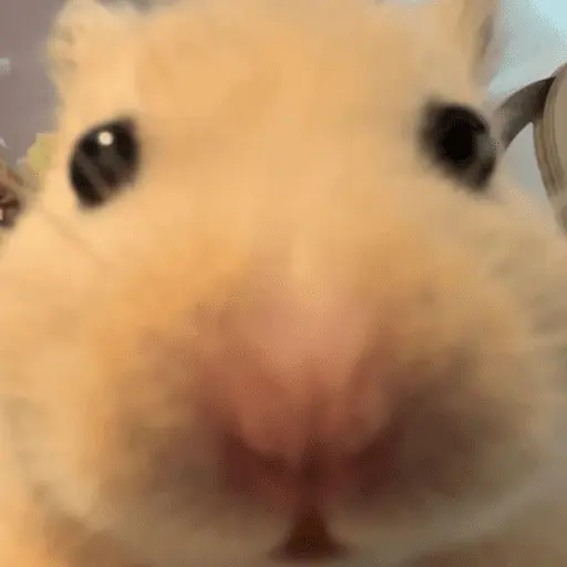 🐹 HAMSTERCITOSSS 🐹