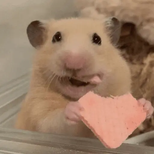 🐹 HAMSTERCITOSSS 🐹