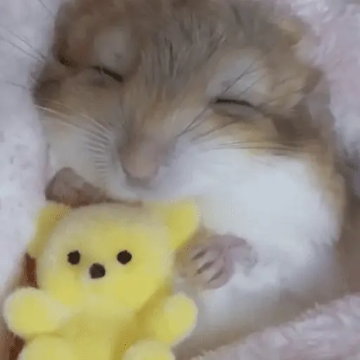 🐹 HAMSTERCITOSSS 🐹