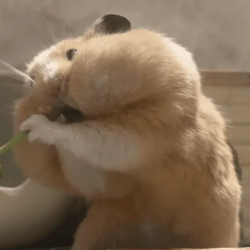 🐹 HAMSTERCITOSSS 🐹