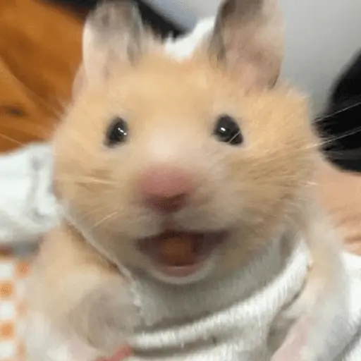 🐹 HAMSTERCITOSSS 🐹