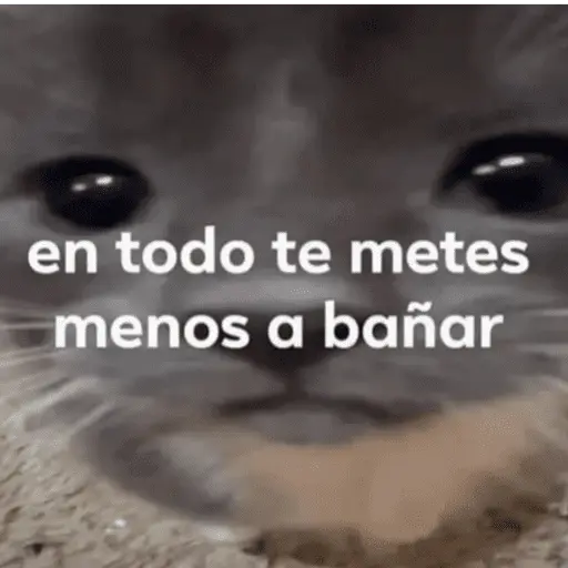 Memes pal chat🤎