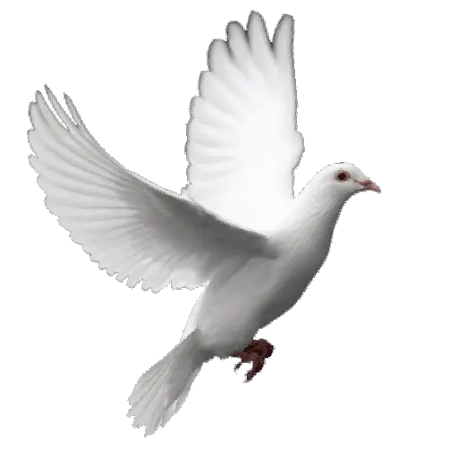 🕊🪺 Paloma MIGAJERA 🪺🕊