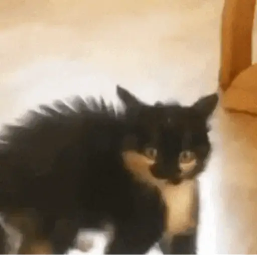 📲UN MIX PAL CHAT 2 📲