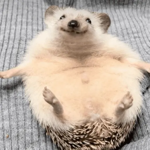 🦔 ERIZO MOODS 🦔