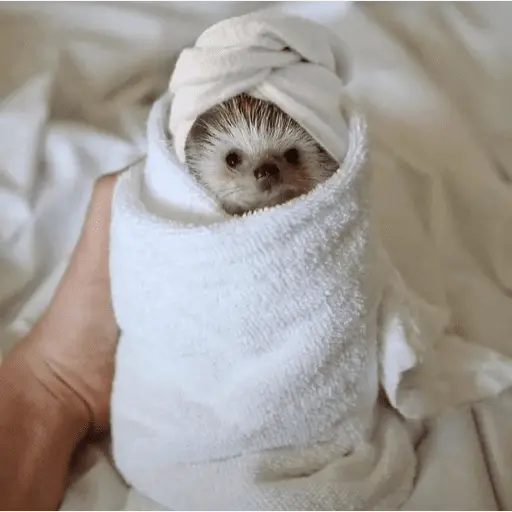 🦔 ERIZO MOODS 🦔