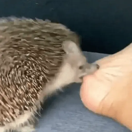 🦔 ERIZO MOODS 🦔