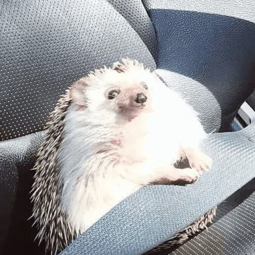 🦔 ERIZO MOODS 🦔
