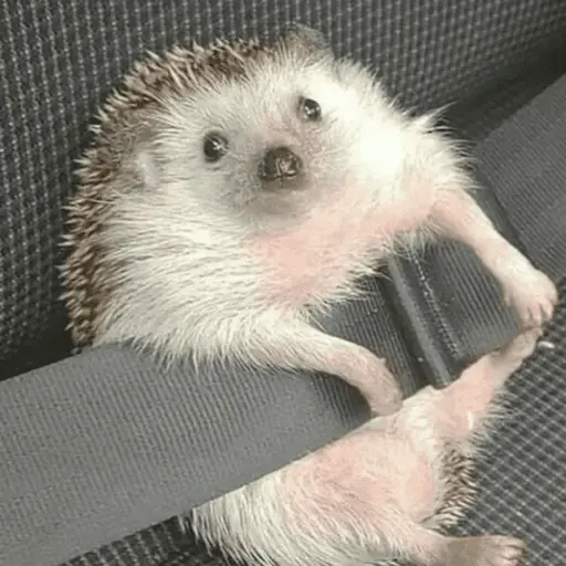 🦔 ERIZO MOODS 🦔