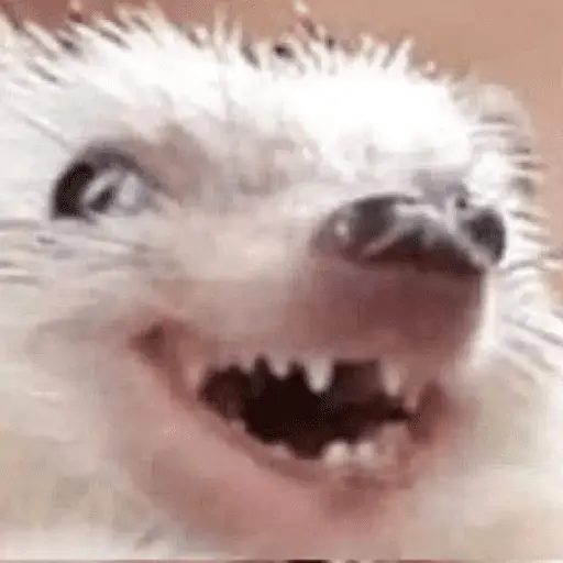 🦔 ERIZO MOODS 🦔