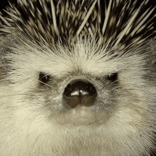 🦔 ERIZO MOODS 🦔