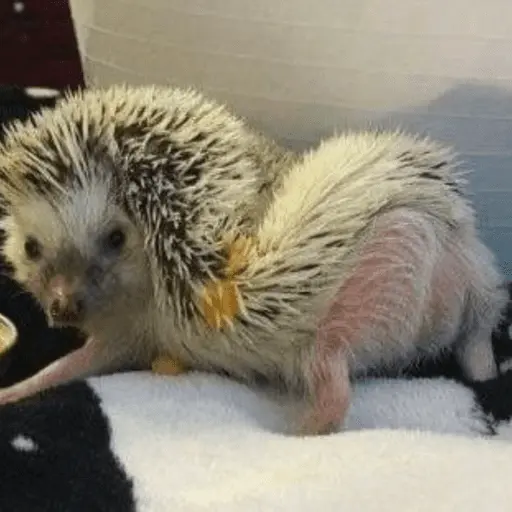 🦔 ERIZO MOODS 🦔
