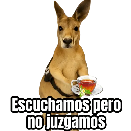 🦘Memes canguro 🦘😂