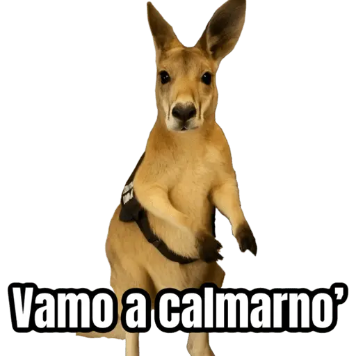 🦘Memes canguro 🦘😂