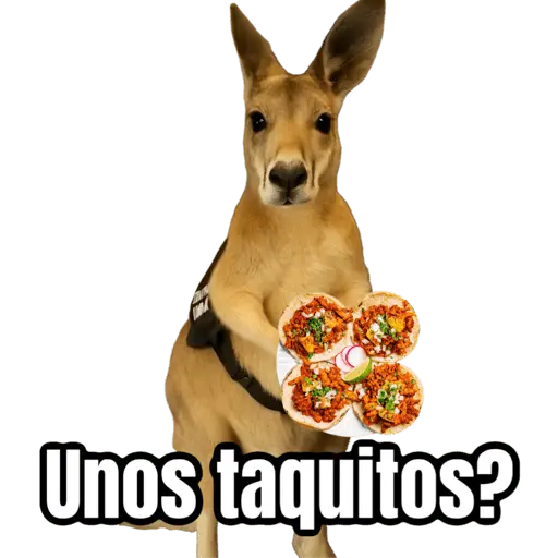 🦘Memes canguro 🦘😂