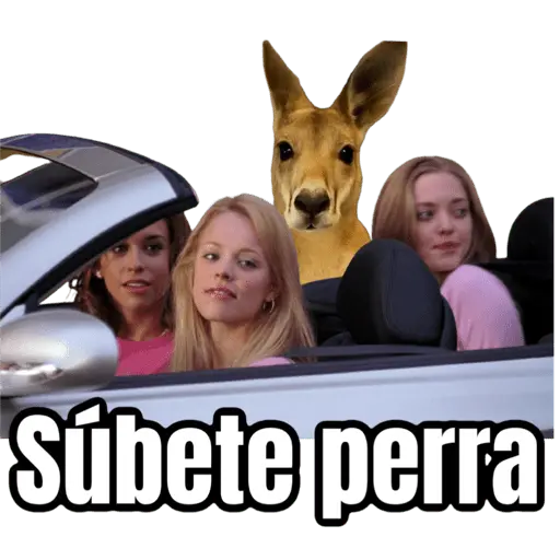 🦘Memes canguro 🦘😂