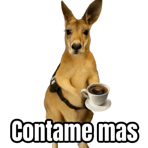 🦘Memes canguro 🦘😂