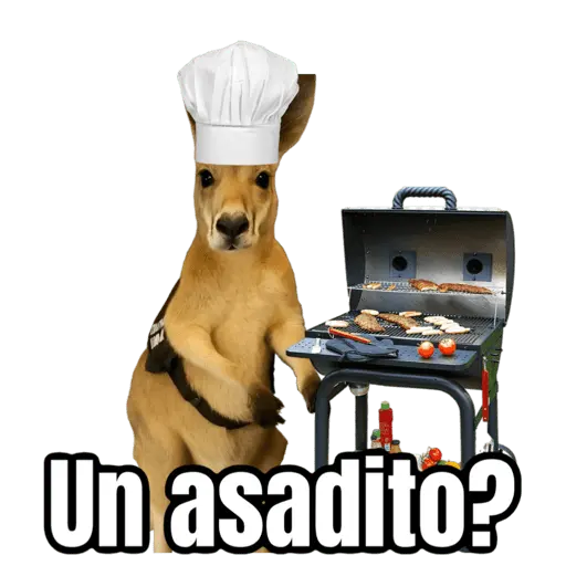 🦘Memes canguro 🦘😂
