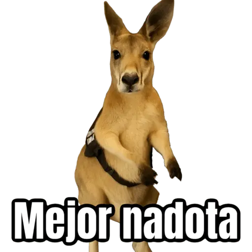 🦘Memes canguro 🦘😂